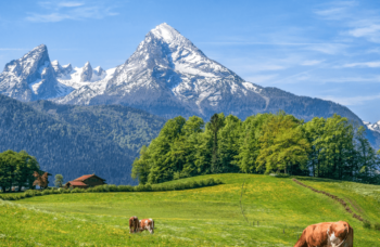 Burnese Oberland main picture